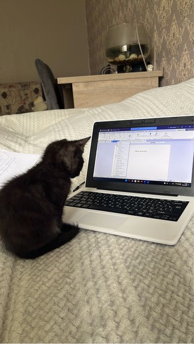 Котенок. Мальчик в добрые руки