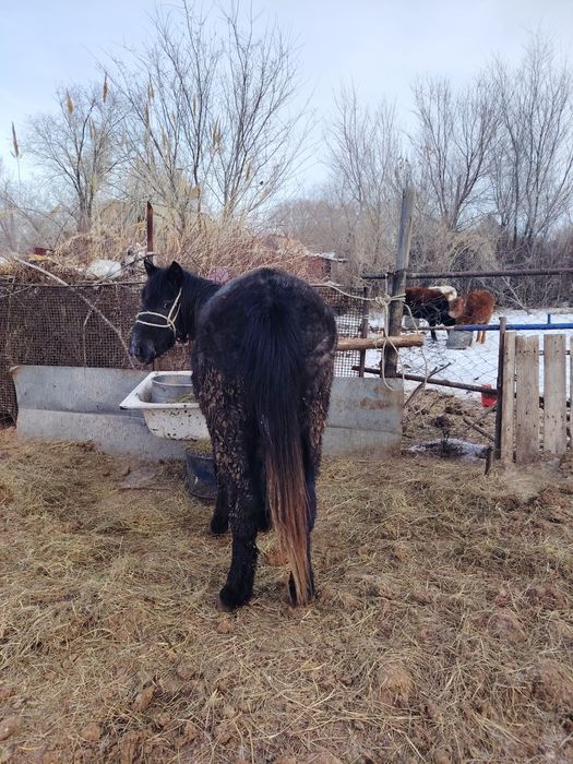 Донен (Кунан) сатылады