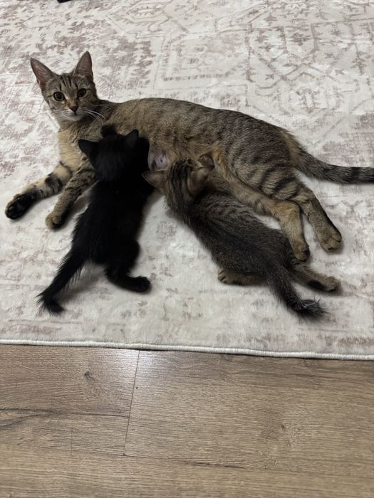 Раздам котят, только в добрые и ответственные руки!!!