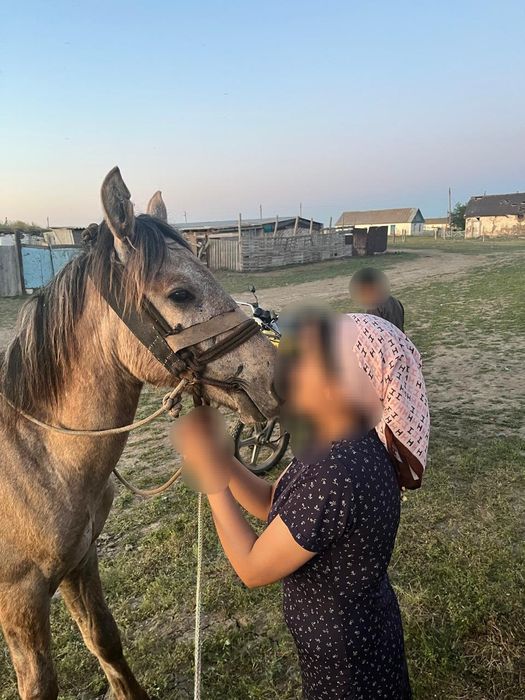Mіңгі білетін 1жасар еркек тай