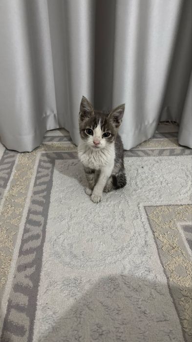 Мальчик котенок ищет дом срочно