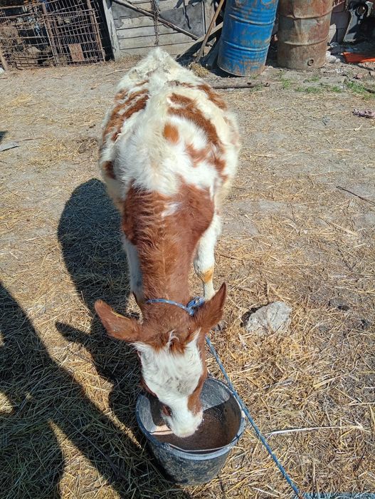 Vând vitea bălțată