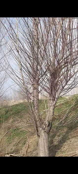 QORA TOL sotuvga chiqdi oladiganlar aloqaga chiqilar  ‼️