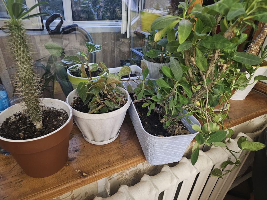 Комнатные растения драцена