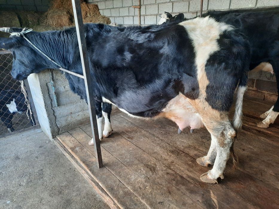 Бузаулы сиыр сатылады