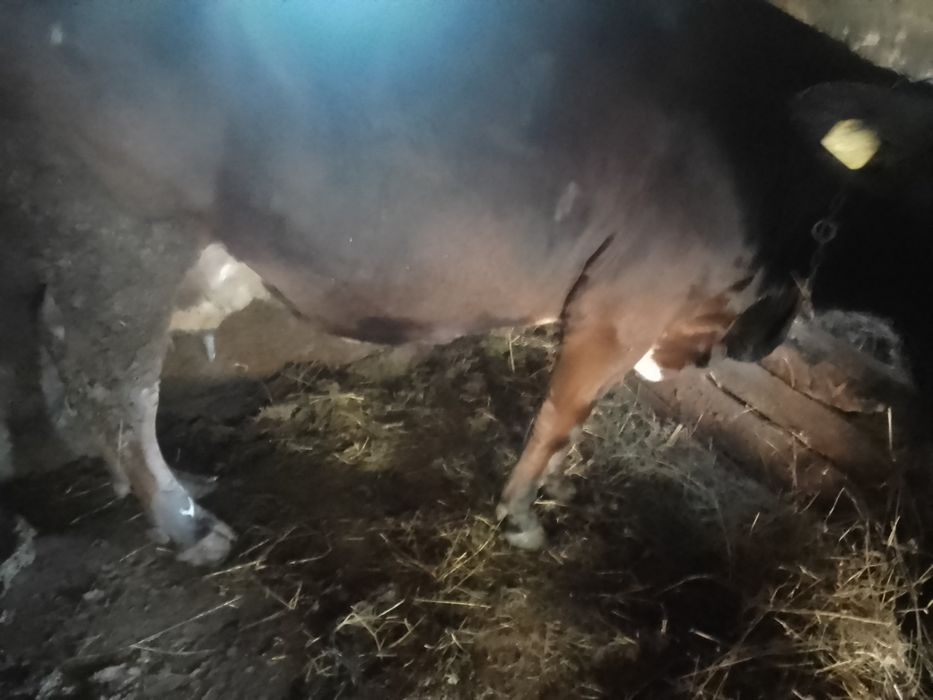 Vaca și vițică de carne de vinzare