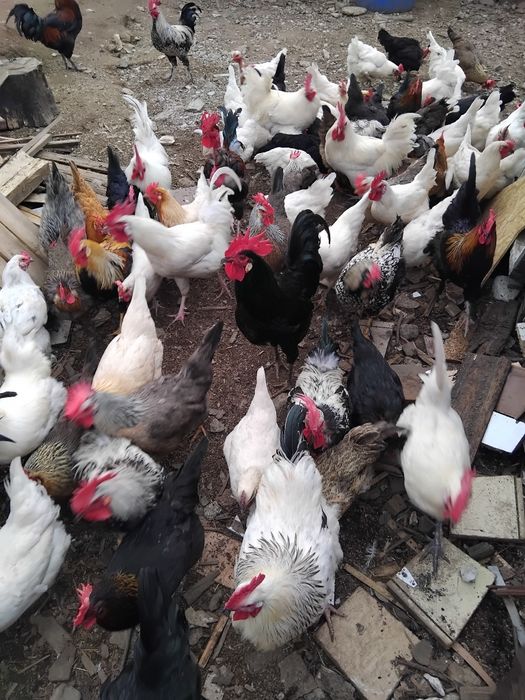 Oua de incubat mixte