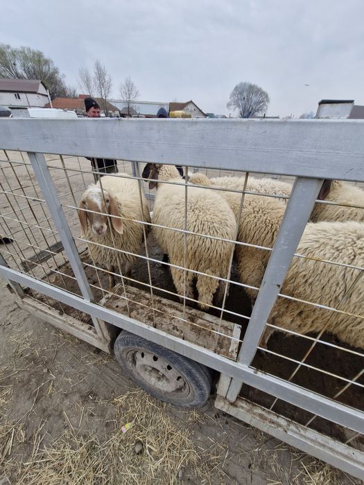 Miei,noatini de rotisor