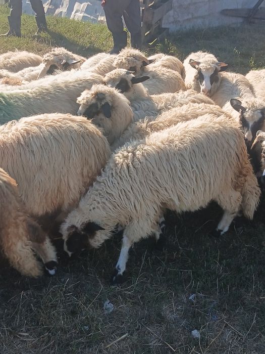 Mielute de vanzare