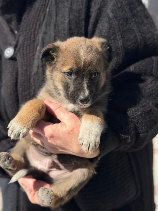 Отдам в добрые руки