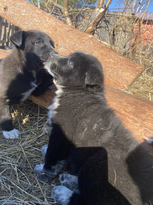 Отдам щенят в хорошие руки