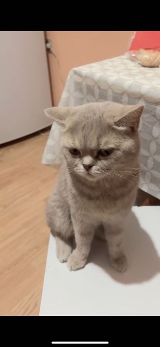 Срочно пропала кошка