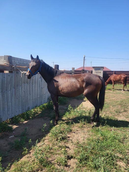 Продам Кобылу 4года