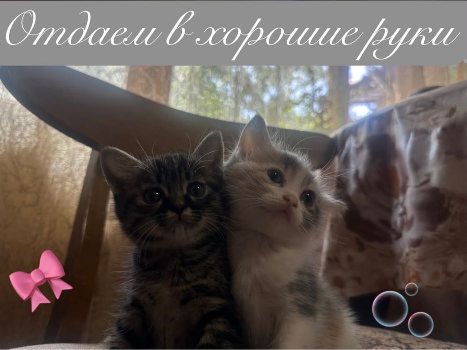 Котята, мальчик девочка