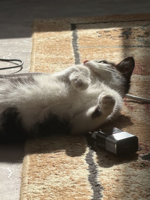 Котенок 2 месяца