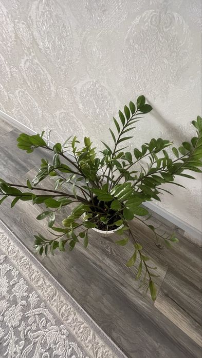 Долларовое дерево