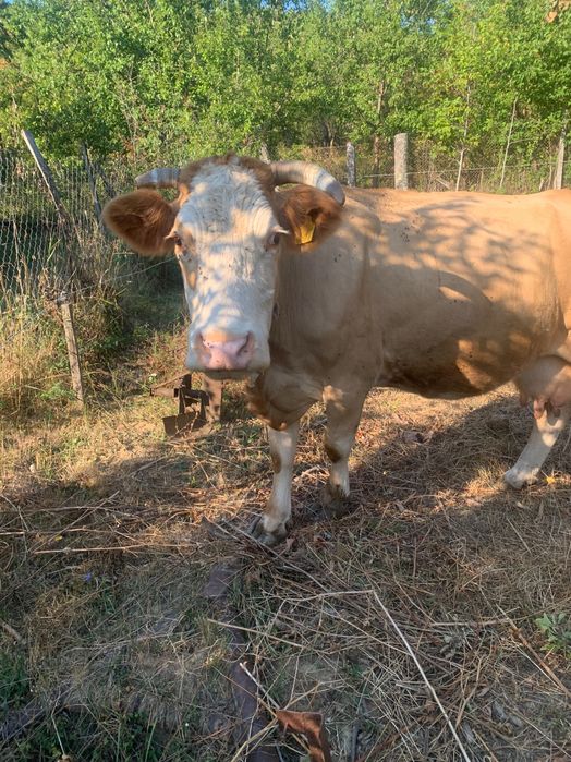 Vand vaca cu vitel