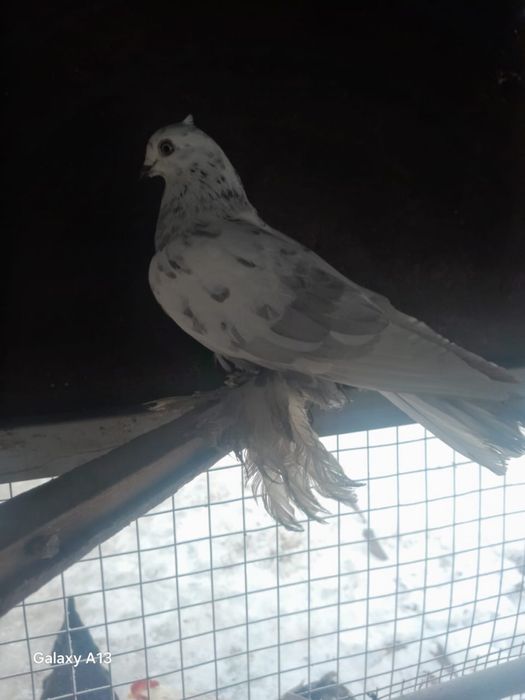 Продаю   голубей