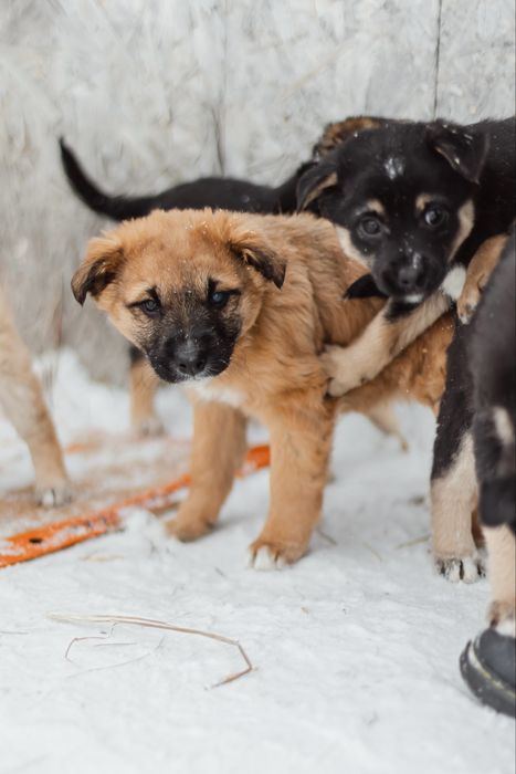 Щенки в заботливые руки