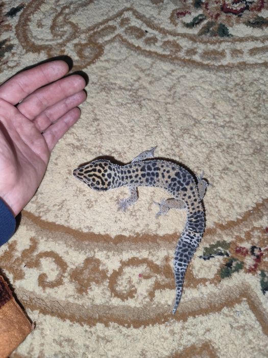 Продам террариум с питомцами эублефарами