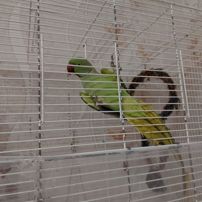 Попугай ожереловый