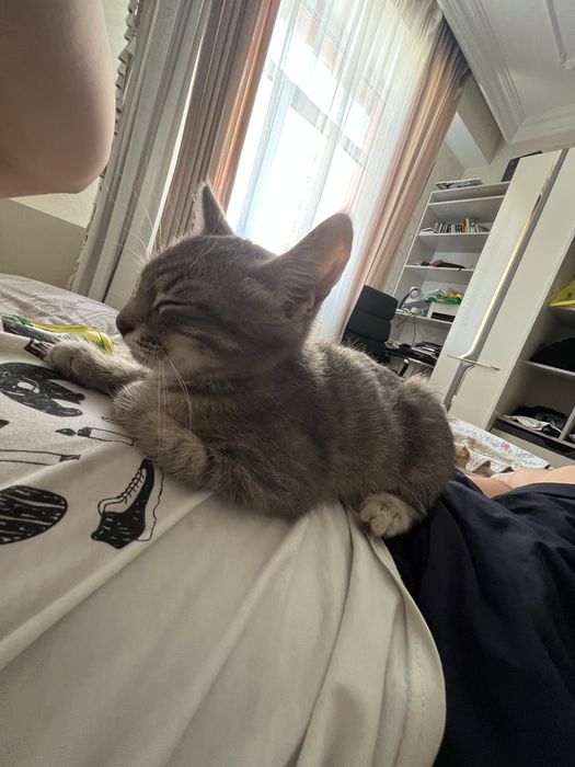 Даю бесплатно кота