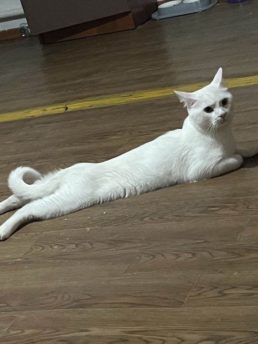 отдаем кота бесплатно