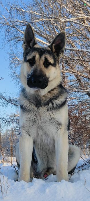 Восточник на вязку