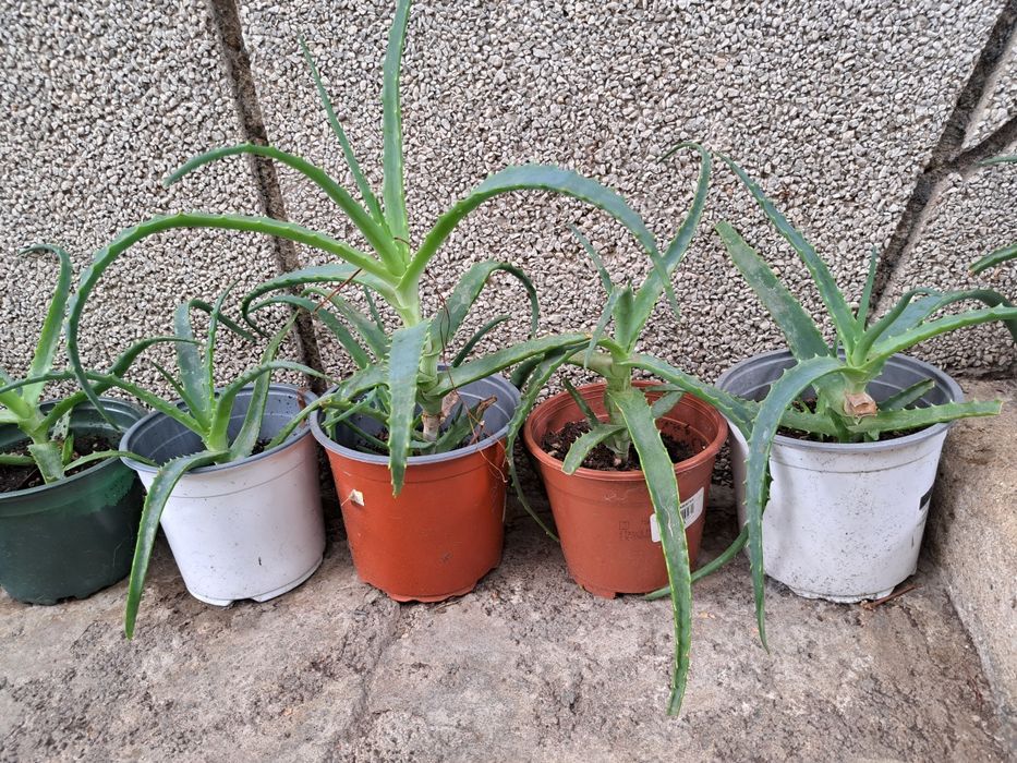 Алое растение в саксия 30см