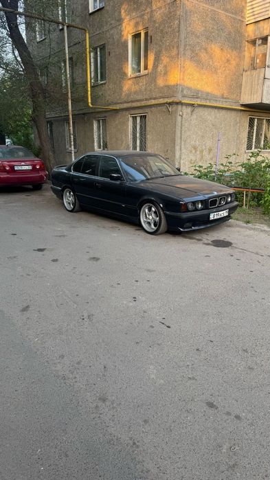ПРОДАМ БЕХУ широкомордую 95 года