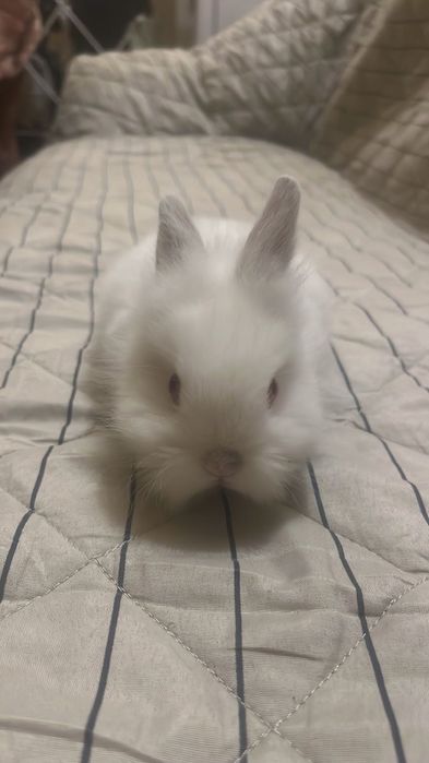 Зайче на два месеца порода холандско джудже