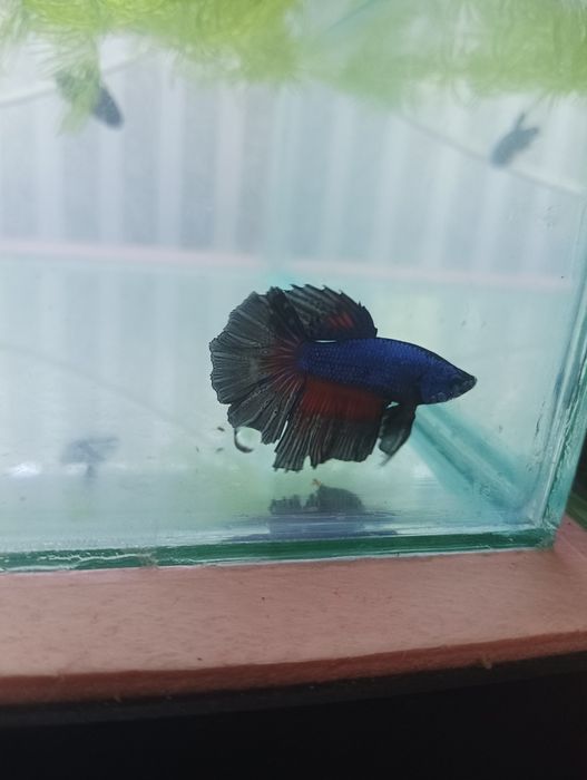 Петушок балик самец