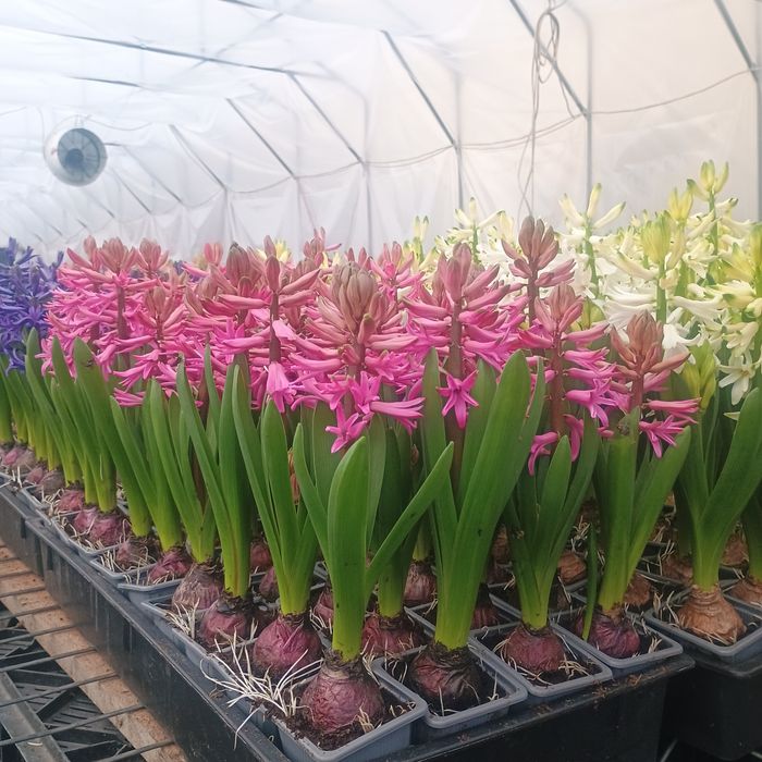 Zambile la ghiveci i