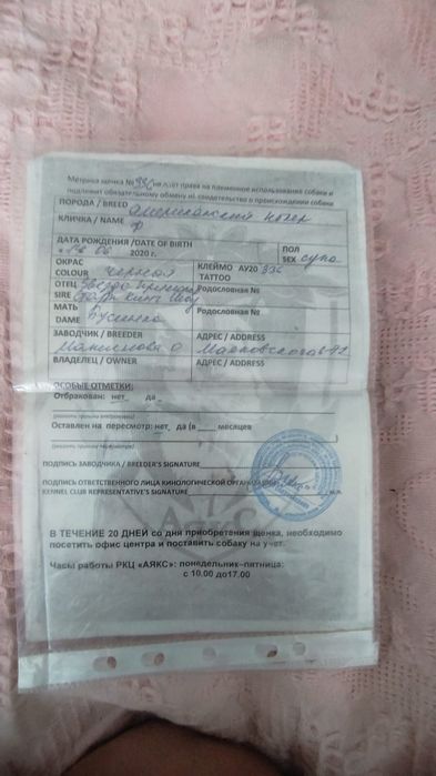 Отдаётся американский кокер спаниель