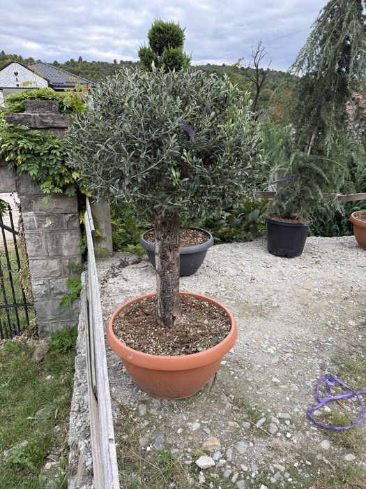 Bonsai cedru maslin enuperi canadieni sau tarator cryptomenia japonica glob tija din goldrider sau arizonica