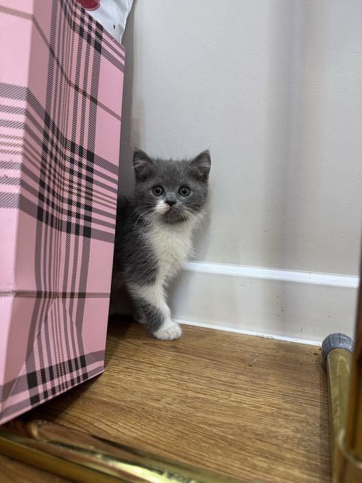 Скотш страйт сотилади 2ойлик киз бола