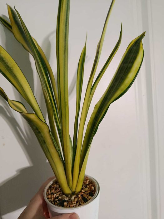 Сансевиерия Chost