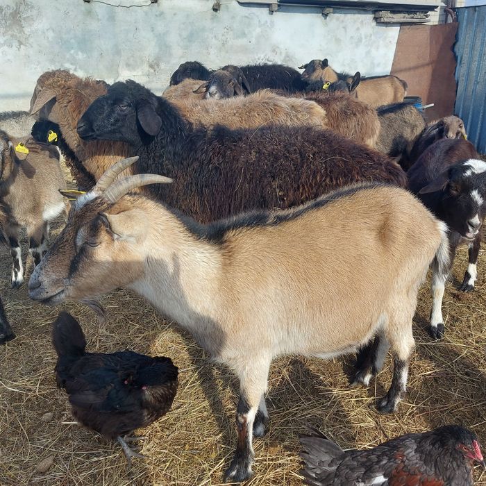 Сүтті буаз ешкі сатылады.