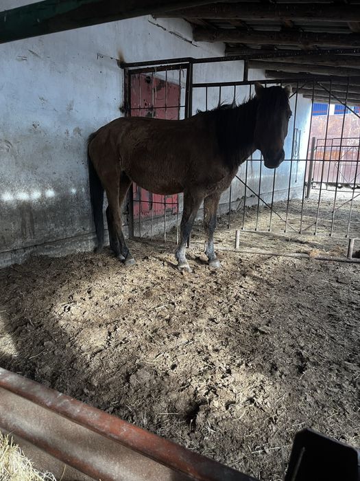 Буаз бие сатылады