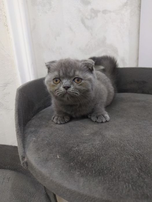 Продаются домашние котята