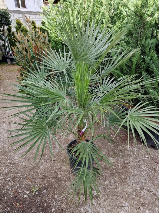 Plante glob, tuia, buxus, rhododendron, azalee, yucca, tei, platan etc