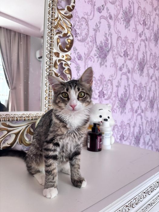 Котенок в добрые руки