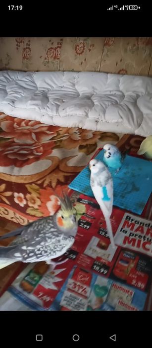 Vand Marele Alexander ,un perus si o nimfa