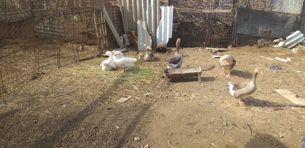 Гуси Гуси га га га