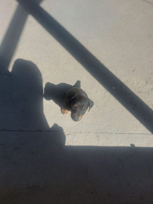 Немецкий ягдтерьер