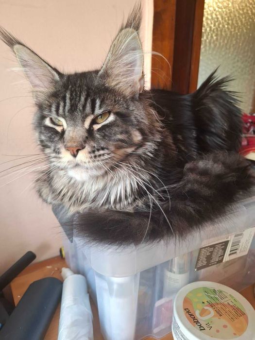 Maine Coon (Мейн кун)
