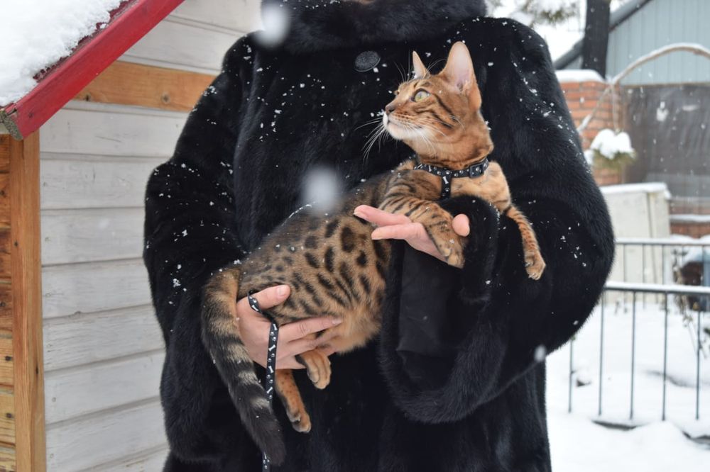 Молодая бенгальская кошка.