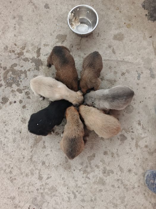 Щенки Бесплатно!