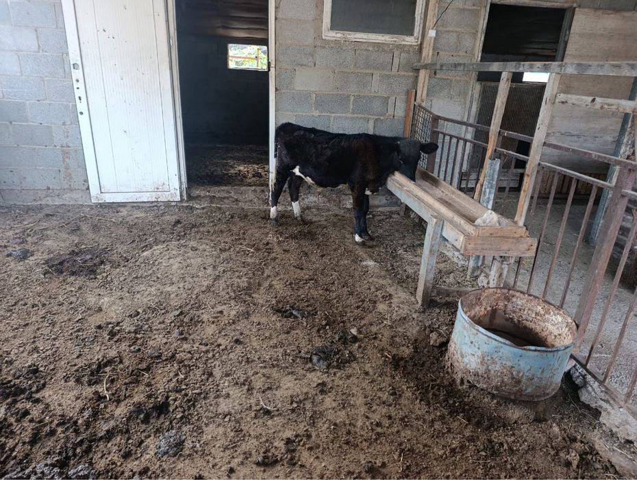 Продам бычка 9 месяцев