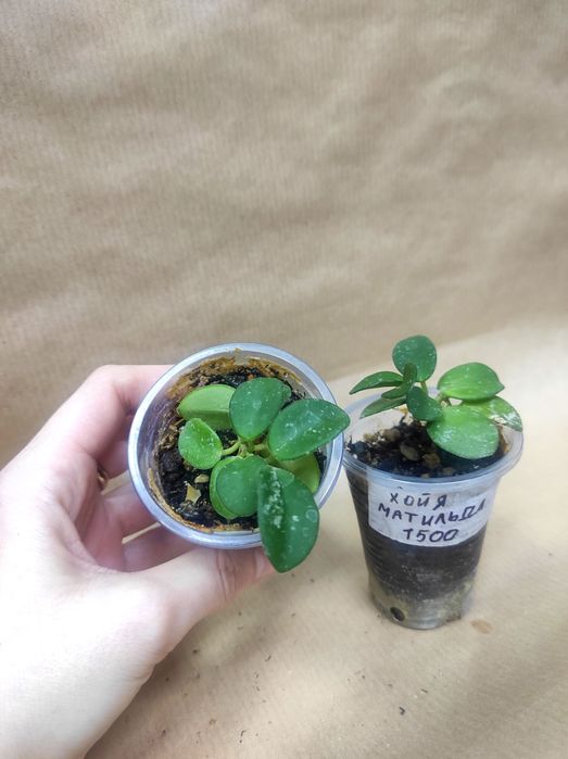 Продам комнатные растения